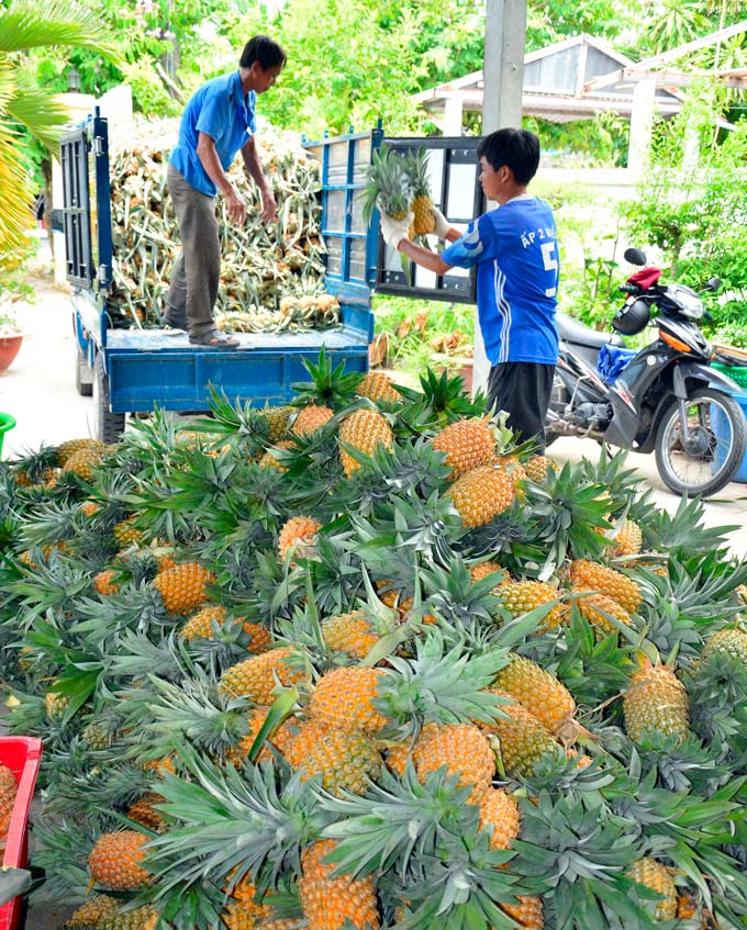 Nông Dân Trồng Khóm Tắc Cậu Không Lo Ế Nhờ 