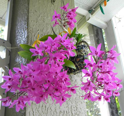 Vì sao ở Mỹ, Nhật hay Thái Lan, không ai bỏ ra hàng tỷ đồng chơi lan đột biến?