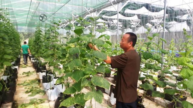 Khó Tin: Trồng Rau Thủy Canh Vùng Gió Lào, Nắng Rát Thu 1 Triệu/M2