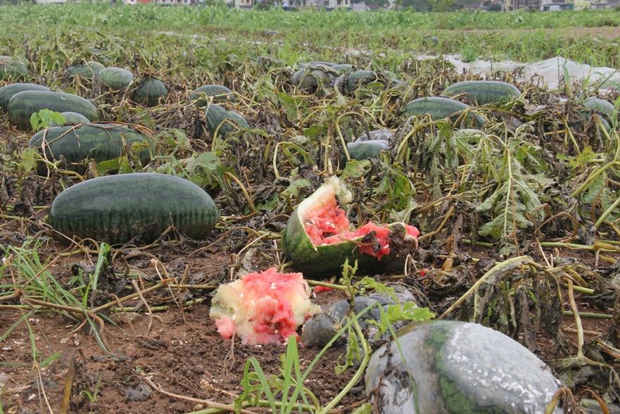 Dưa Hấu Thối Rữa Sau Mưa Lũ, Nông Dân Đành Cho Bò Ăn