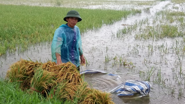 Mưa Cực Lớn Trút Xuống Miền Trung, Nông Dân Đội Mưa Ra Đồng Gặt Lúa