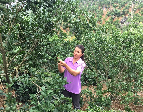 Vườn Cam Vinh 2.000 Gốc Trên Đất Dốc, Trái Trĩu Cành, Lãi 300 Triệu/Năm