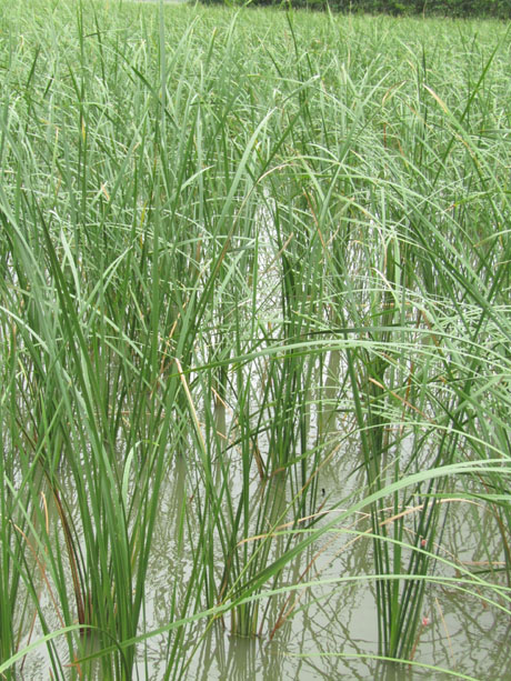 Trồng Bồn Bồn, Trước Bị Kêu Dại Sau Lại Có Vài Trăm Triệu/Năm