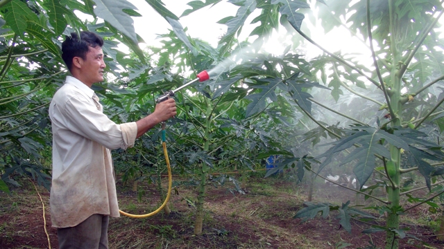 Trồng 2.500 Cây Đu Đủ Tiêu Chuẩn Sạch, Lãi 500 Triệu ĐồngNăm