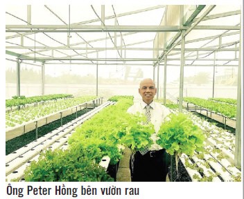 Việt Kiều Về Trồng Rau Chất Lượng Toàn Cầu, Đắt Không Bán, Muốn Bán Rẻ