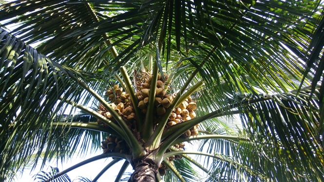 Trồng Dừa Xiêm Trên Đất Cát, Thu Nhập Không Tệ