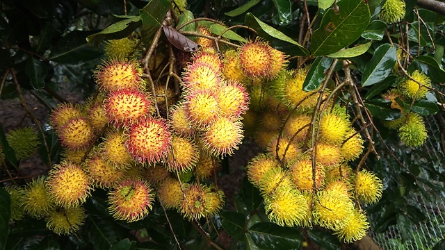 Vùng Đất Sỏi Kỳ Lạ: Trồng Chôm Chôm Trái Sai Muốn Gãy Cành, Ăn Ngọt, Giòn