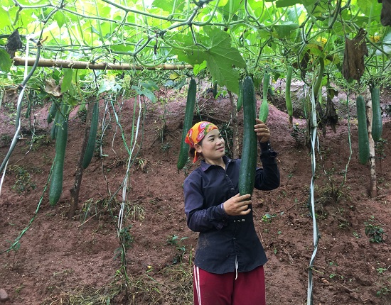 Bỏ Ngô Trồng Bạt Ngàn Bí Xanh, 9X Trả Hết Nợ Mà Còn Dư Dả Tiền