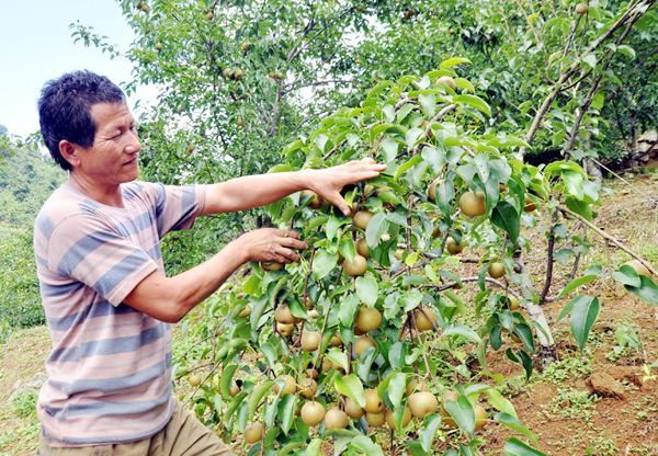 Lào Cai: Cây Lê Thấp Tè Sát Đất Mà Trĩu Trịt Quả Mọng