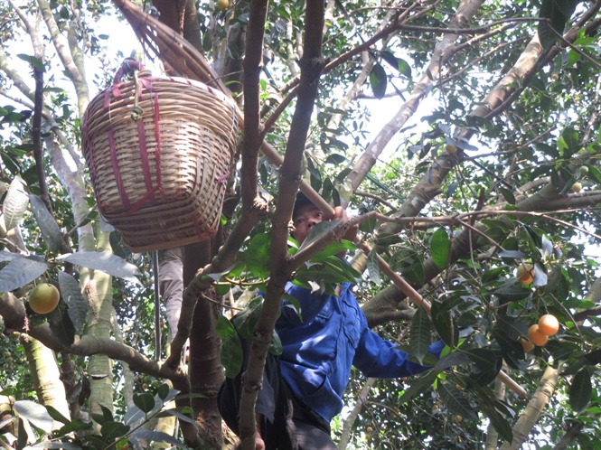 Thanh Trà Miền Sông Nước Mất Mùa, Nhà Vườn Thất Thu