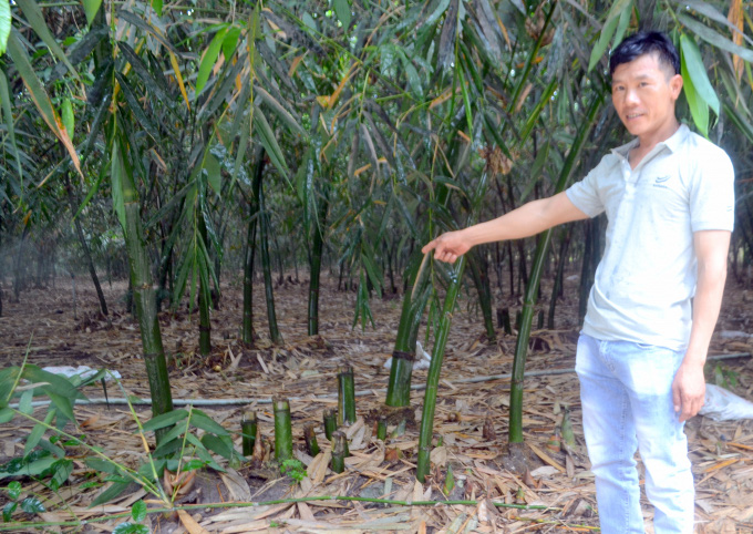 Tỷ phú nông dân rủ cả làng làm giàu bằng cách trồng bạt ngàn tre lấy măng