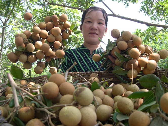 Phân Bón Hữu Cơ Sinh Học, Giải Pháp Cho Nhà Nông