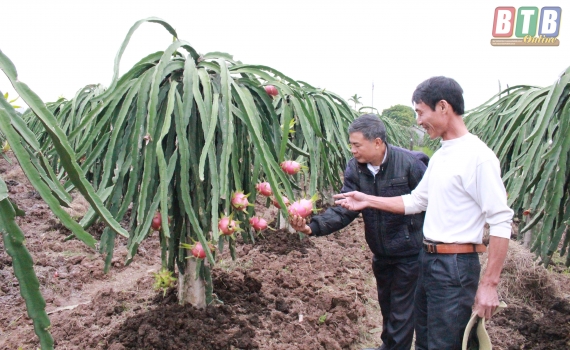 Bỏ 32 Chỉ Vàng Thuê Đất Bạc Màu Trồng Cây Ra Quả Đỏ, Lãi Vài Trăm Triệu/Năm