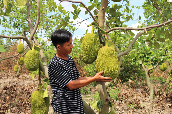 Thu Hàng Tỷ Đồng Nhờ Trồng Mít Thái Da Xanh Xen Cây Chanh