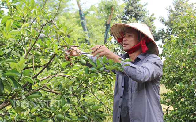 Bình Dương: Một tỷ phú nông dân lãi 8 tỷ/năm nhờ chăn nuôi công nghệ cao, trồng trái cây đặc sản và nuôi chim yến