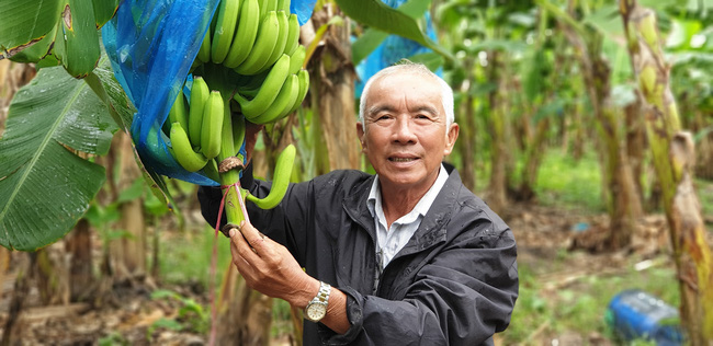 Cần Thơ: Lạ, đang lãi 15 tỷ từ vườn chuối, vì sao ông nông dân này lại bỏ đi trồng cây thanh nhãn?