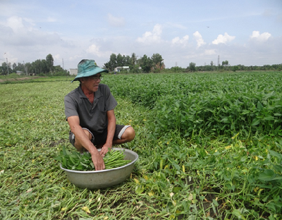 Đồng Nai: Nợ hàng tỷ đồng suýt phá sản, nhưng chỉ 5 năm trồng thứ rau rẻ tiền, ông nông dân này lại giàu lên