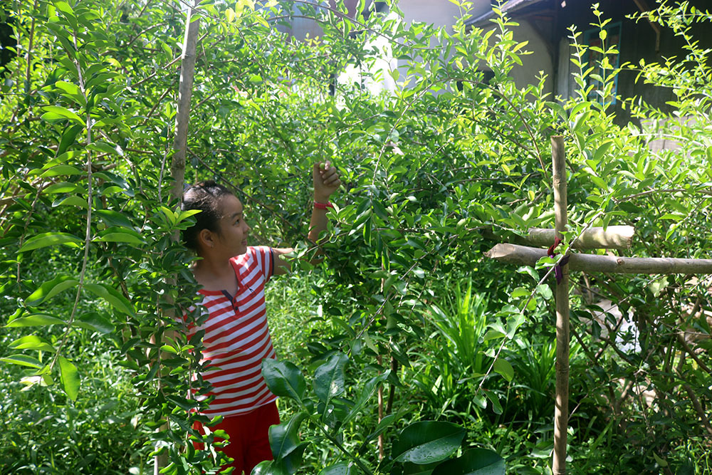 Trồng Loài Cây Hoang Dại Mà Lại Có Tiền, Thu 1 Tấn Quả/Công