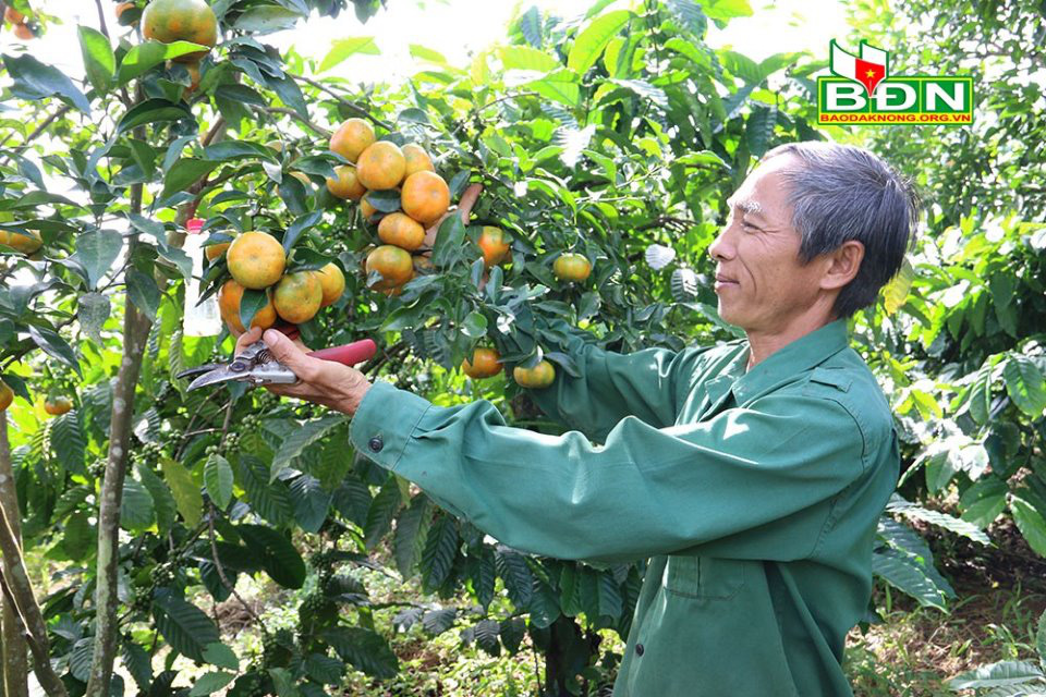 Đắk Nông: Đem cam Canh trồng xen cà phê, ban đầu lo lo, sau ông nông dân bất ngờ vì nhiều người đến xem