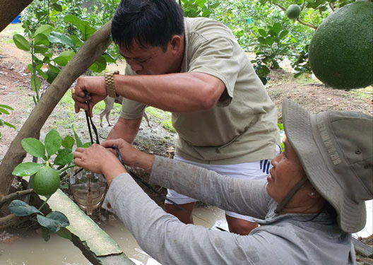 Trái cây độc lạ chưng Tết ở miền Tây mất mùa, 4 vườn lớn thì 3 vườn thất bại