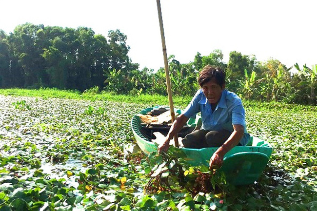 Hậu Giang: Trồng thứ cây nổi bập bềnh, 