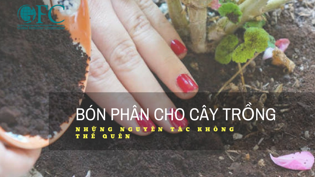 HƯỚNG DẪN CHUẨN NHẤT ĐỂ BÓN PHÂN HIỆU QUẢ CHO CÂY TRỒNG