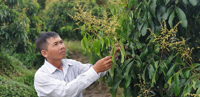 Anh nông dân tỉnh Bến Tre cứ hễ có tiền là mua thêm đất trồng thứ cây đặc sản này