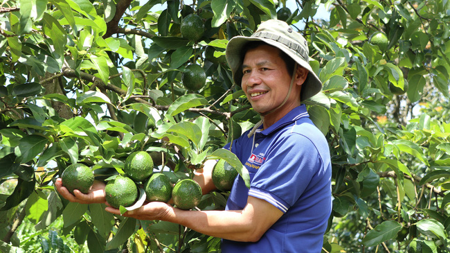 Lâm Đồng: Cho bơ 