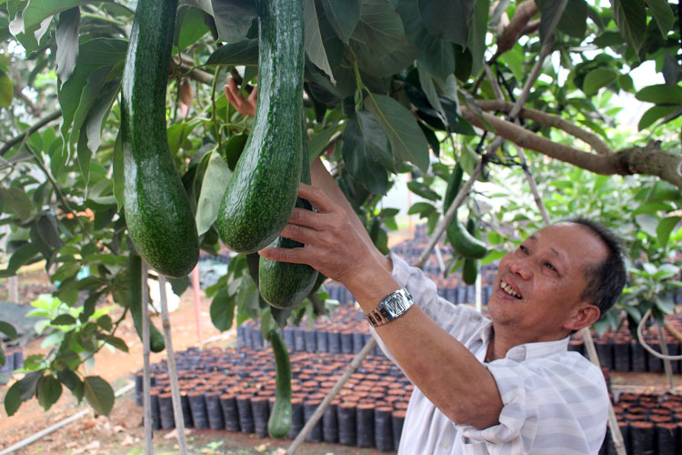 Thu nhập cao từ trồng cây bơ ghép chín muộn