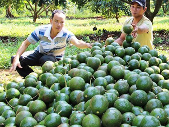 Loại Quả 