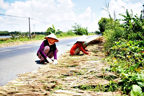 Bông Sậy, Cây Nhàu, Trái Giác Tưởng Vứt Đi Mà Lại Thành 