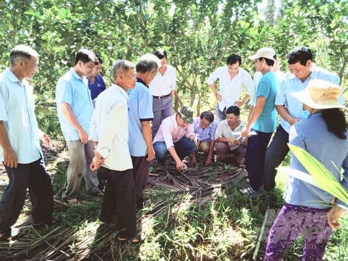 Quy trình phục hồi bưởi da xanh bị nhiễm mặn