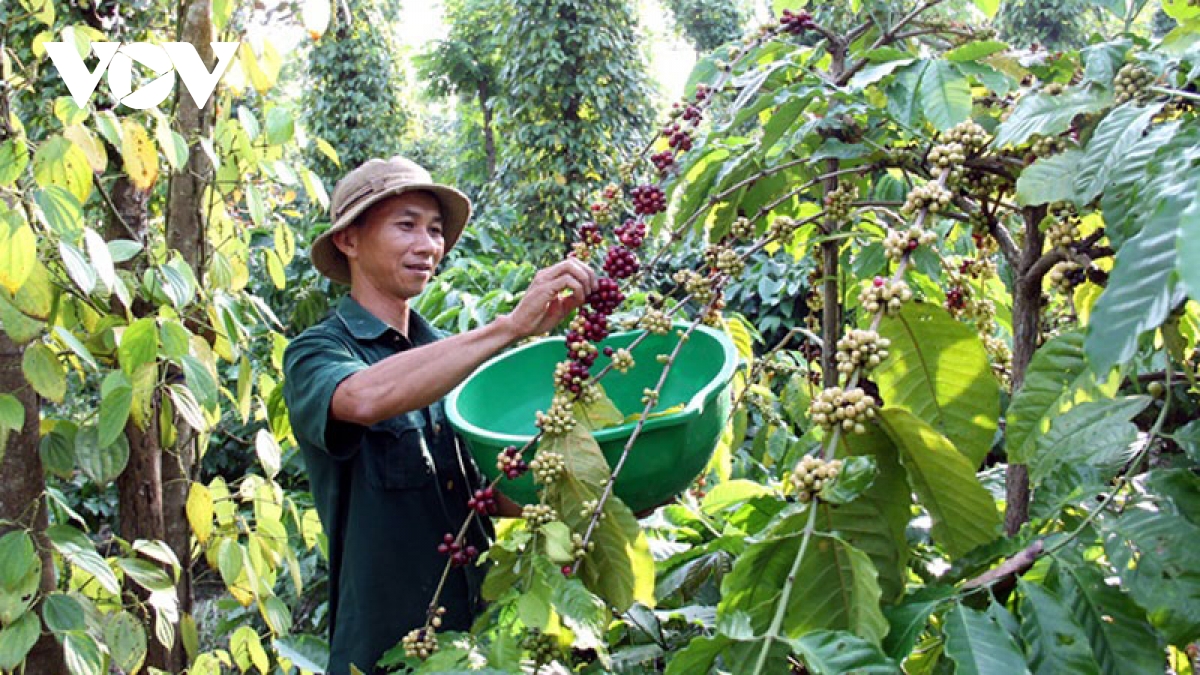 Cà phê Việt Nam có tiềm năng xuất khẩu vào Thụy Điển, Đan Mạch và Na Uy