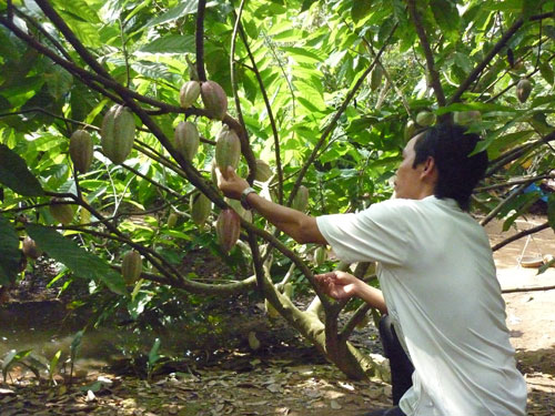 Làm giàu trồng Cacao xen trong vườn nhãn