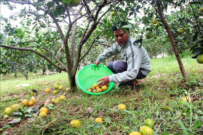 Mưa lớn dài ngày khiến cam ở Hà Tĩnh rụng hàng loạt