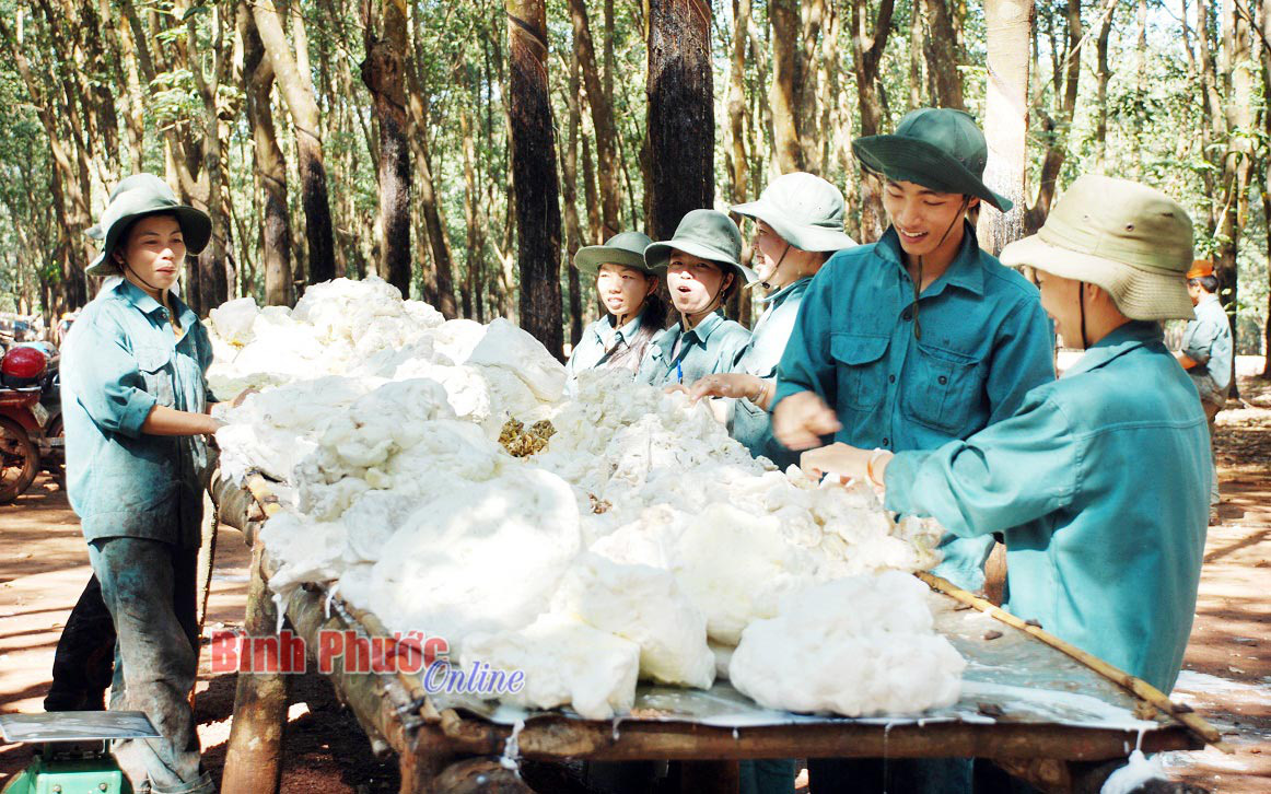 Bình Phước: Giá mủ cao su tăng vọt, một trung tâm tình báo kinh tế ở Thái Lan nói gì?