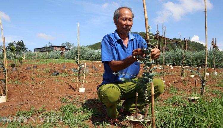 Đà Lạt: Trồng Cây Đô La Bán Lá, Thương Lái Tự Đến ᴄắᴛ Với Giá 140.000/Ký