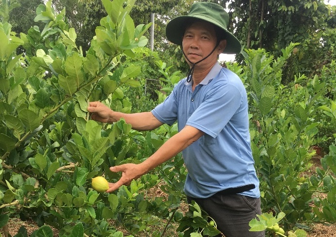 Mạnh dạn thử nghiệm những cây trồng mới