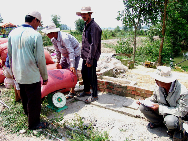 Long An: Vì sao tỉnh này khuyến cáo nông dân không tăng diện tích lúa nếp?