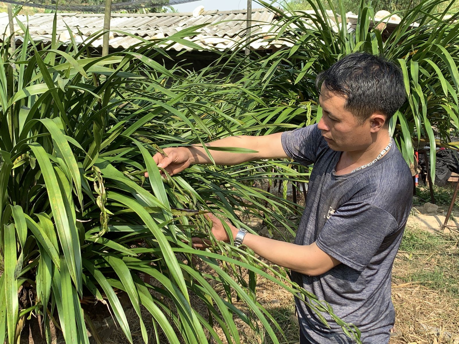 Lào Cai: Nông dân Sa Pa mặc áo cộc tay gấp rút đưa loài hoa quý địa lan trần mộng đi tránh rét ở đâu?