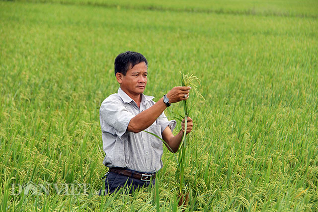 Đồng Tháp: Nông Dân 4.0 Với Kỳ Tích Tạo Ra 5 Giống Lúa Đặc Sản