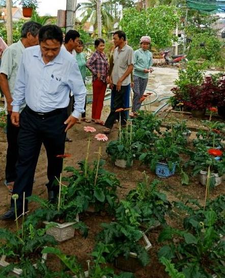 Bình Định: Thành công của mô hình trồng hoa đồng tiền tại làng hoa Gia An Nam