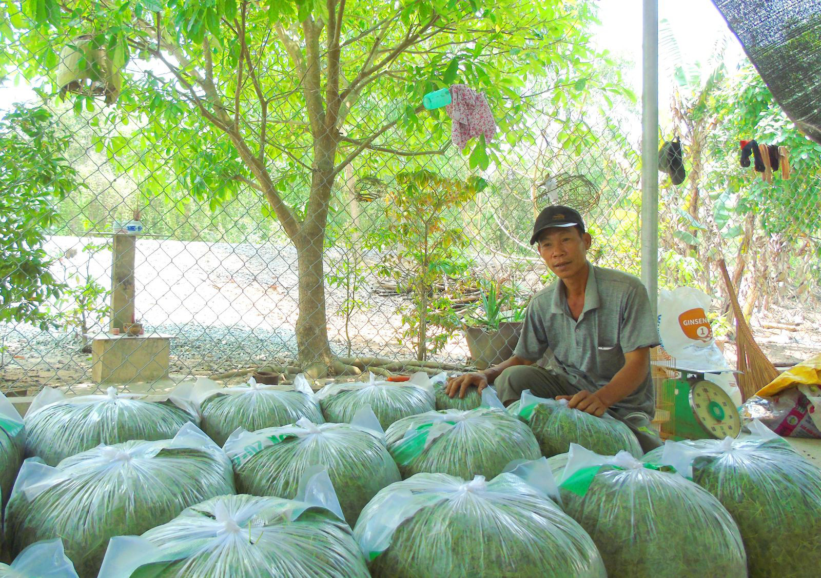 Long An: Trồng thứ rau ăn mát, cắt lá bán 1 ngày đúi túi 1 triệu, gom hạt đem bán mỗi ký giá 2,5 triệu