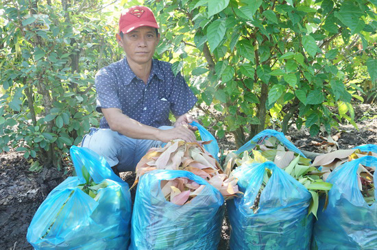 Tây Ninh: Đem thứ cây rừng về vườn trồng như rau, nhà hàng, siêu thị đặt mua tới tấp, nông dân ở đây đổi đời