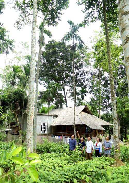 Vùng đất mọc loài cây ví như cây lộc, cao chót vót, ra thứ quả bán như giá vàng, dân xem như bảo bối