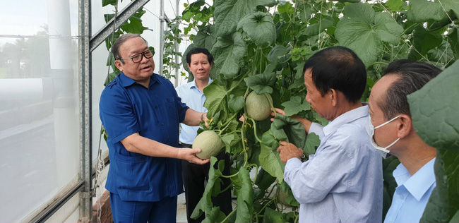 Trà Vinh: Nông nghiệp công nghệ cao-trồng dưa lưới trong nhà kính vụ nào cũng trúng