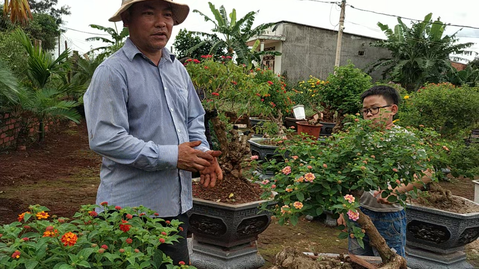 Trồng loài hoa dại hay mọc hoang ven đường, bông nở nhiều màu độc lạ, nhiều người tìm đến xem