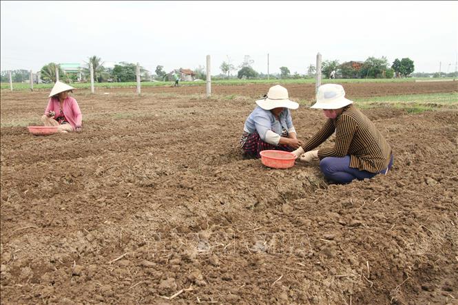 Nông dân khẩn trương xuống giống vụ hành tím sớm