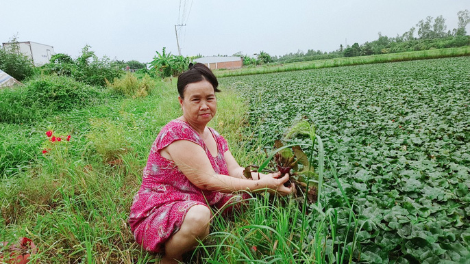 Thơm Ngon Củ Ấu “Sừng Trâu” Ở Miền Tây