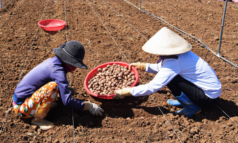 Lâm Đồng: Nhộn nhịp xuống giống hoa tết